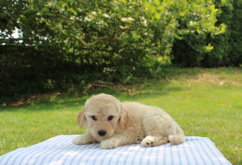 puppy, for, sale, Mini Goldendoodle F1B, Matthew B. Stoltzfus, dog, breeder, Gap, PA, dog-breeder, puppy-for-sale, forsale, nearby, find, puppyfind, locator, puppylocator, aca